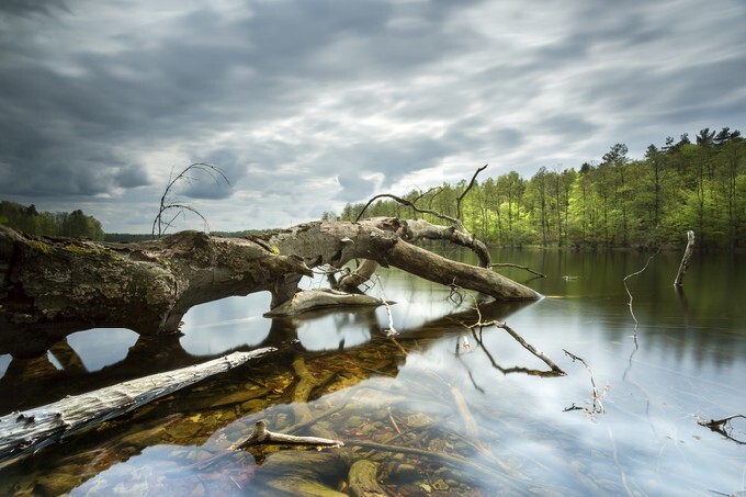 Old tree in the lake, North Poland